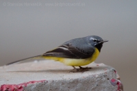 Trasochvost horský - Motacilla cinerea - Grey Wagtail