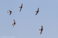 Dážďovník malý - Little Swift
