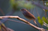 Slávik obyčajný - Luscinia megarhynchos - Nightingale