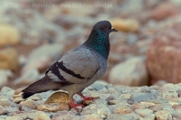 Holub divý - Columba livia - Rock Dove