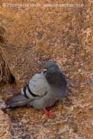 Holub divý - Columba livia - Rock Dove