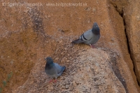 Holub divý - Columba livia - Rock Dove