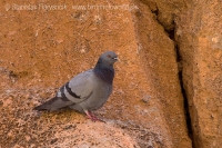 Holub divý - Columba livia - Rock Dove