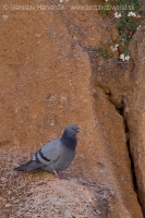 Holub divý - Columba livia - Rock Dove