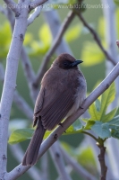 Bylbyl bradatý - Pycnonotus barbatus - Common bulbul