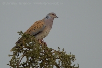 Hrdlička poľná - Streptopelia turtur - European Turtle Dove