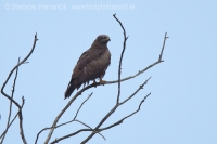 Haja tmavá - Milvus migrans - Black Kite