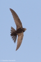 Dážďovník obyčajný - Common Swift