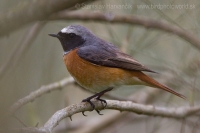 Žltochvost hôrny - Phoenicurus phoenicurus - Common Redstart