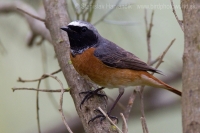 Žltochvost hôrny - Phoenicurus phoenicurus - Common Redstart