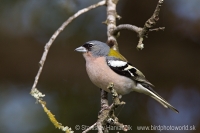 Pinka africká - Fringilla (c.) africana - African Chaffinch