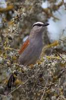 Čagra krátkokrídla - Tchagra senegalus - Black-crowned Tchagra
