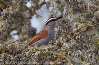 Čagra krátkokrídla - Tchagra senegalus - Black-crowned Tchagra