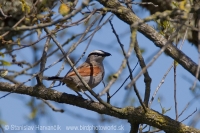 Čagra krátkokrídla - Tchagra senegalus - Black-crowned Tchagra