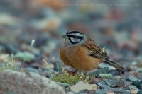 Strnádka cia - Emberiza cia - Rock Bunting