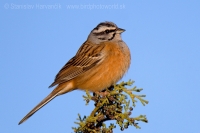 Strnádka cia - Emberiza cia - Rock Bunting