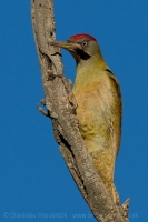 Žlna čiernofúza - Picus vaillantii - Levaillant´s Green Woodpecker