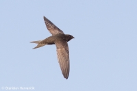 Dážďovník obyčajný - Common Swift