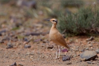 Behavec plavý - Cursorius cursor - Cream-coloured Courser