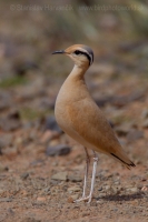 Behavec plavý - Cursorius cursor - Cream-coloured Courser
