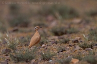 Behavec plavý - Cursorius cursor - Cream-coloured Courser