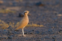 Behavec plavý - Cursorius cursor - Cream-coloured Courser