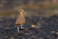 Behavec plavý - Cursorius cursor - Cream-coloured Courser
