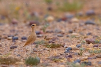 Behavec plavý - Cursorius cursor - Cream-coloured Courser
