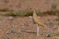 Behavec plavý - Cursorius cursor - Cream-coloured Courser