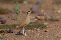Behavec plavý - Cursorius cursor - Cream-coloured Courser