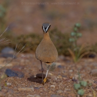 Behavec plavý - Cursorius cursor - Cream-coloured Courser