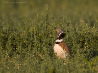 Drop malý - Little Bustard