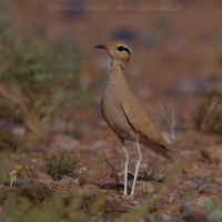 Behavec plavý - Cursorius cursor - Cream-coloured Courser