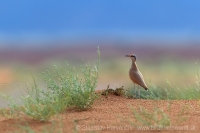 Behavec plavý - Cursorius cursor - Cream-coloured Courser