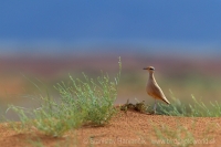 Behavec plavý - Cursorius cursor - Cream-coloured Courser