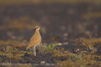 Behavec plavý - Cursorius cursor - Cream-coloured Courser