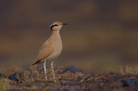Behavec plavý - Cursorius cursor - Cream-coloured Courser