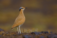 Behavec plavý - Cursorius cursor - Cream-coloured Courser