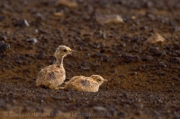 Behavec plavý - Cursorius cursor - Cream-coloured Courser