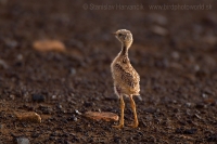 Behavec plavý - Cursorius cursor - Cream-coloured Courser