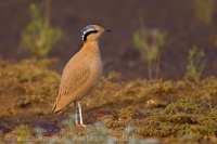 Behavec plavý - Cursorius cursor - Cream-coloured Courser