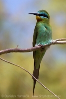 Včelárik modrolíci - Merops persicus - Blue-cheeked Bee-eater