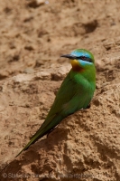 Včelárik modrolíci - Merops persicus - Blue-cheeked Bee-eater
