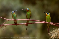 Včelárik modrolíci - Merops persicus - Blue-cheeked Bee-eater
