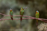 Včelárik modrolíci - Merops persicus - Blue-cheeked Bee-eater