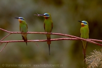 Včelárik modrolíci - Merops persicus - Blue-cheeked Bee-eater