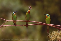 Včelárik modrolíci - Merops persicus - Blue-cheeked Bee-eater