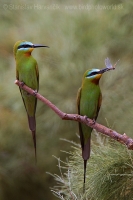 Včelárik modrolíci - Merops persicus - Blue-cheeked Bee-eater