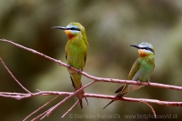 Včelárik modrolíci - Merops persicus - Blue-cheeked Bee-eater