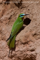 Včelárik modrolíci - Merops persicus - Blue-cheeked Bee-eater